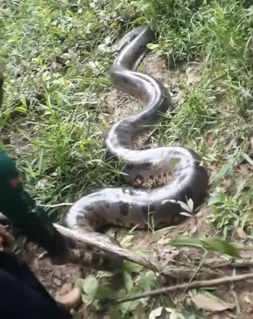 Sitiante encontra sucuri com mais de 5 metros em Ponta do Abunã distrito de Porto Velho