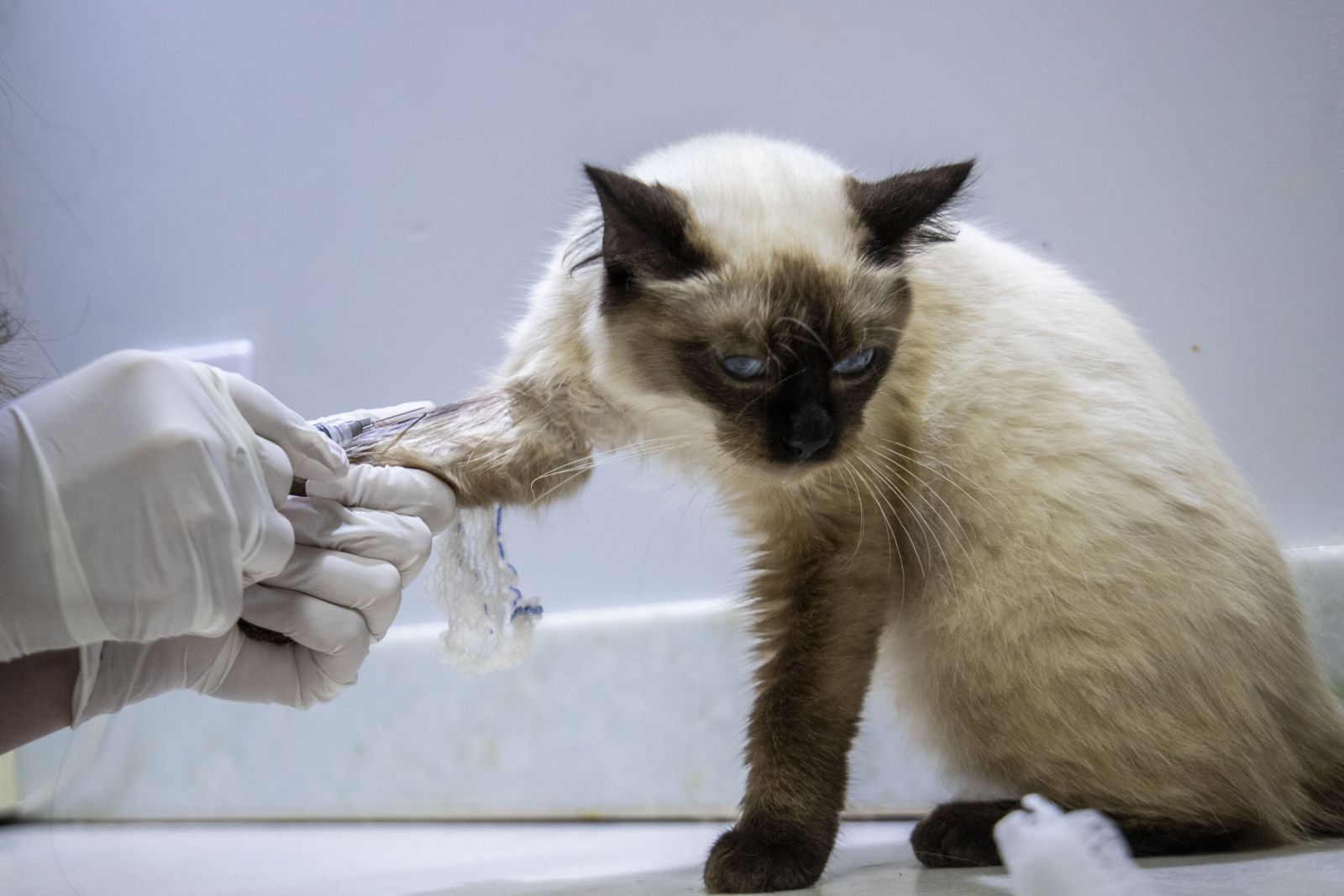 Prefeitura oferece castração gratuita para animais domésticos