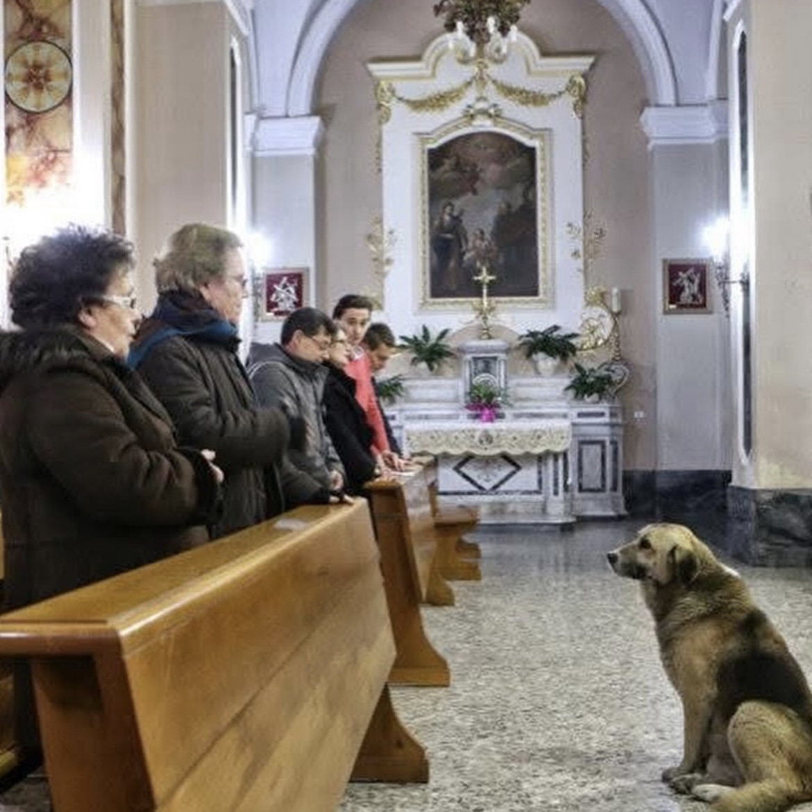 Cão frequenta missa todos os dias na esperança de rever sua dona que faleceu