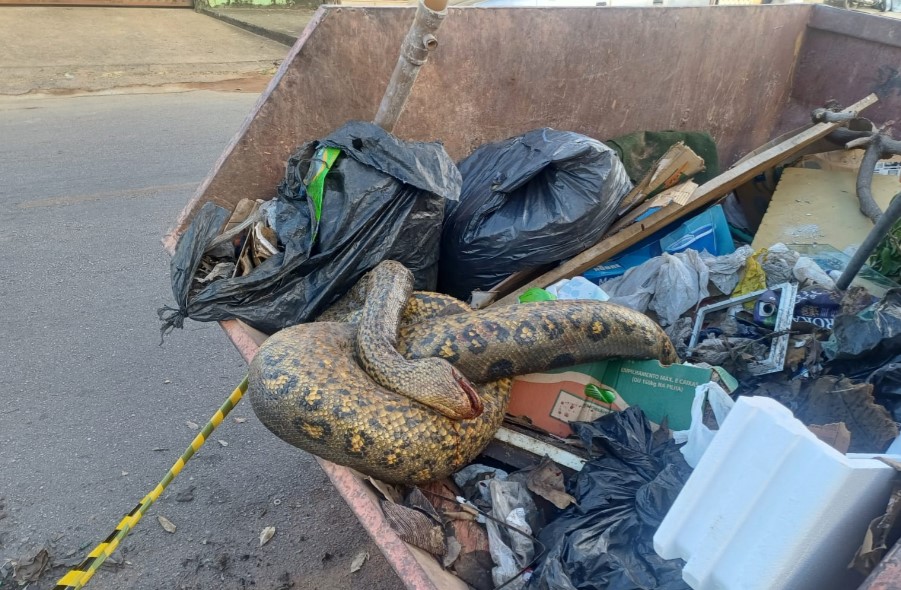 Sucuri é encontrada morta em container de papa-entulhos no bairro Embratel