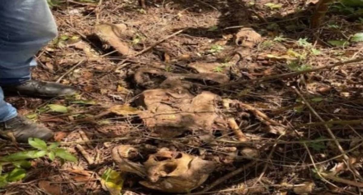 Ossada humana é localizada em área de mata na zona rural de Costa Marques
