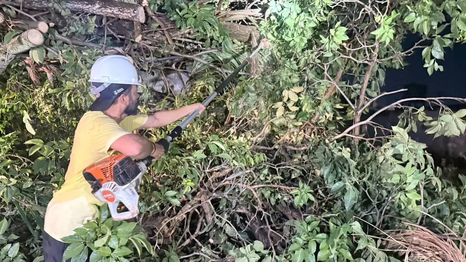 Equipes removem árvores caídas depois de temporal e reforçam cuidados no decorrer de mudanças climáti