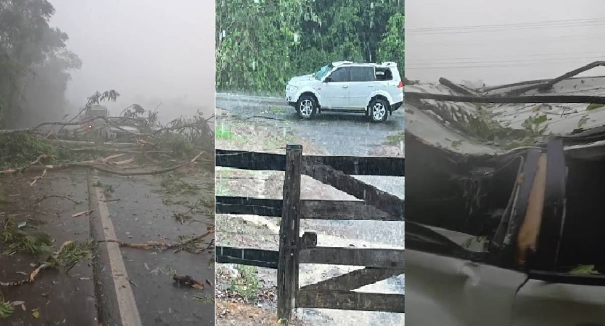 Família escapa ilesa depois de árvore despencar sobre caminhonete no decorrer de temporal na BR-364
