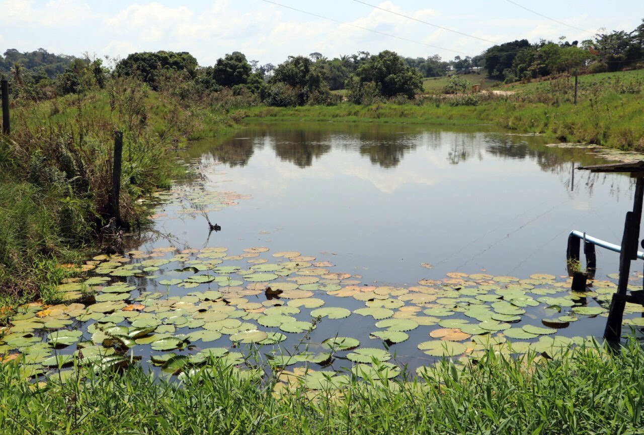 Regeneração natural recupera áreas protegidas e valoriza a cafeicultura em Cacoal