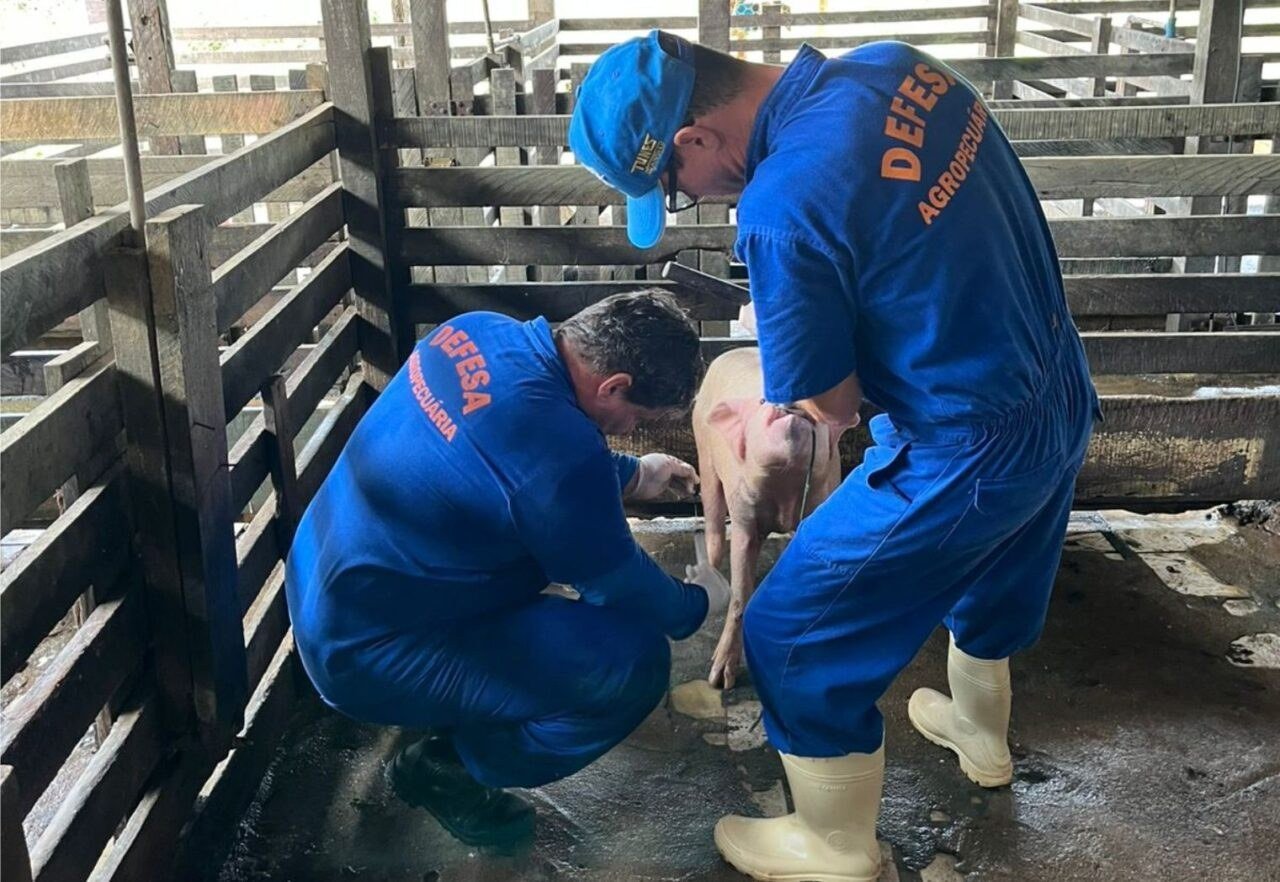Com rebanho de 197 mil suínos, Rondônia reforça vigilância zoossanitária para ampliar mercados